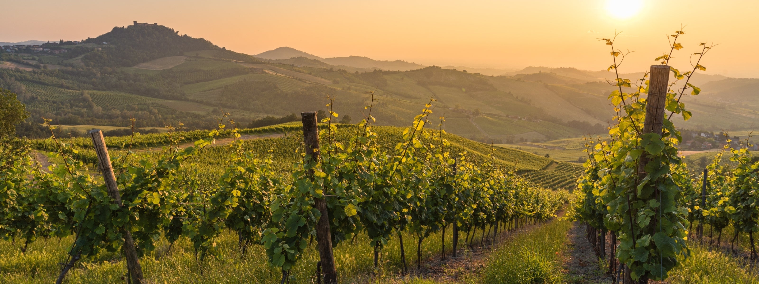 Vineyards and rolling hills in Oltrepò Pavese at sunset, Lombardy, Italy.