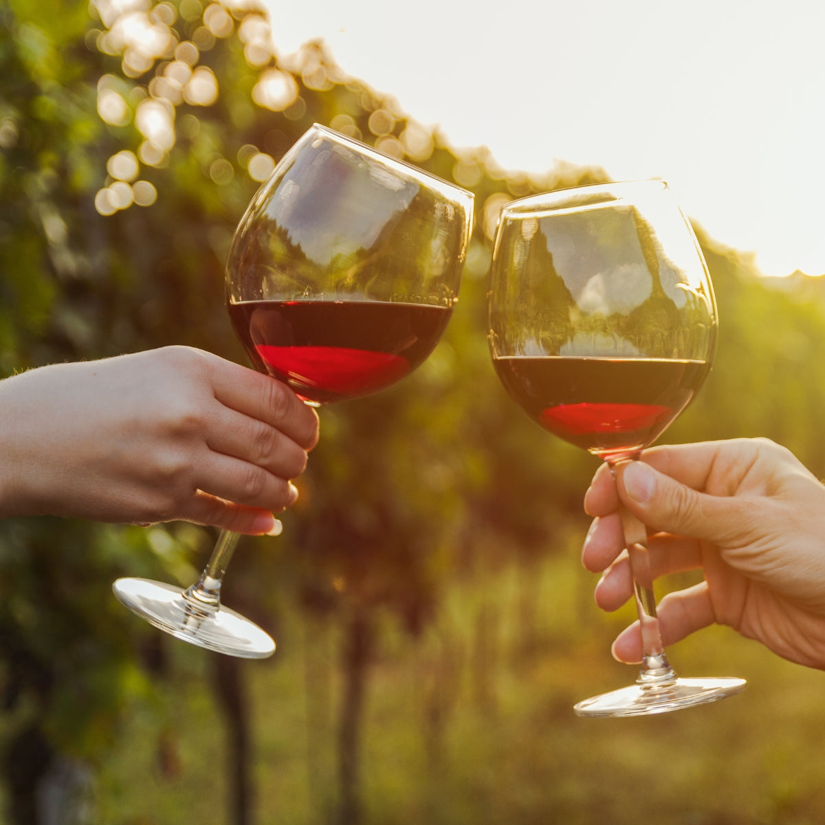 Two glasses of red wine clinking in a vineyard at sunset.